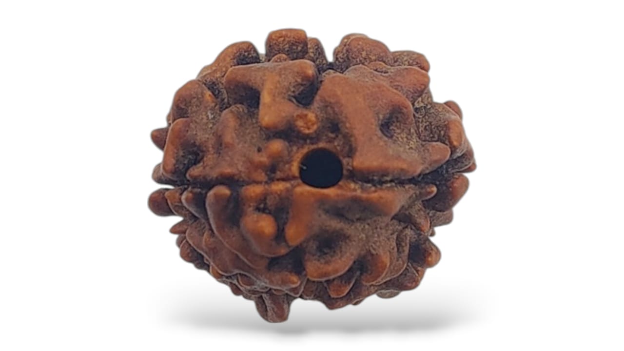 Two Face Rudraksha