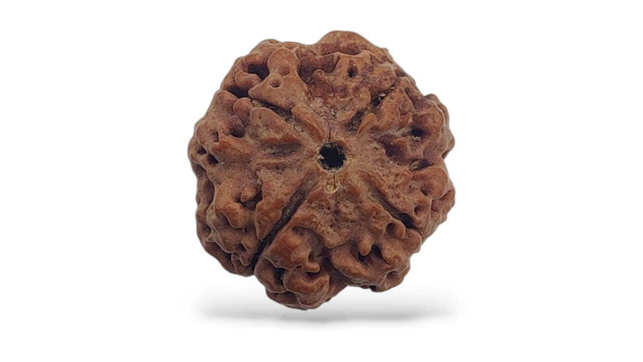 Four Face Rudraksha
