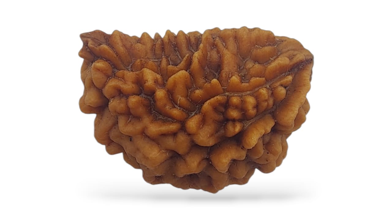 One Face Rudraksha