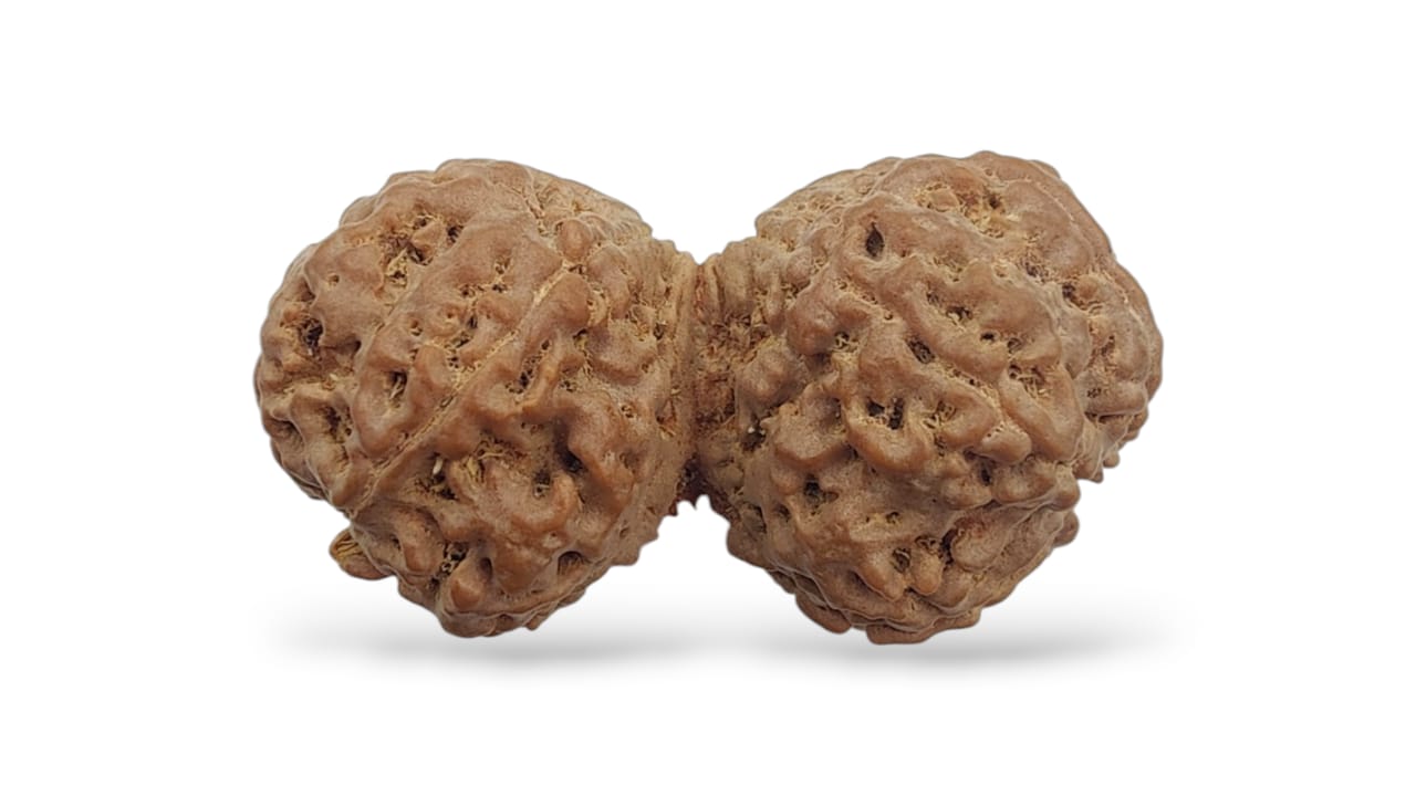 Gauri Shankar Face Rudraksha