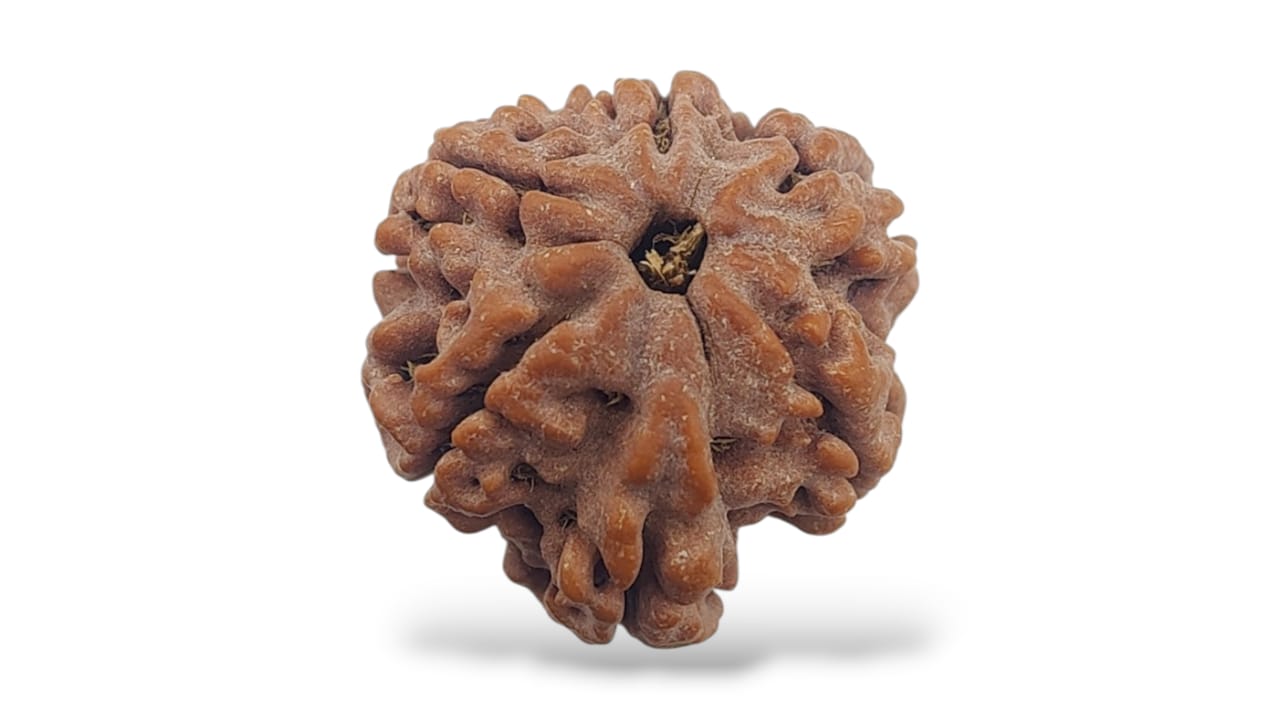 Ganesh Face Rudraksha