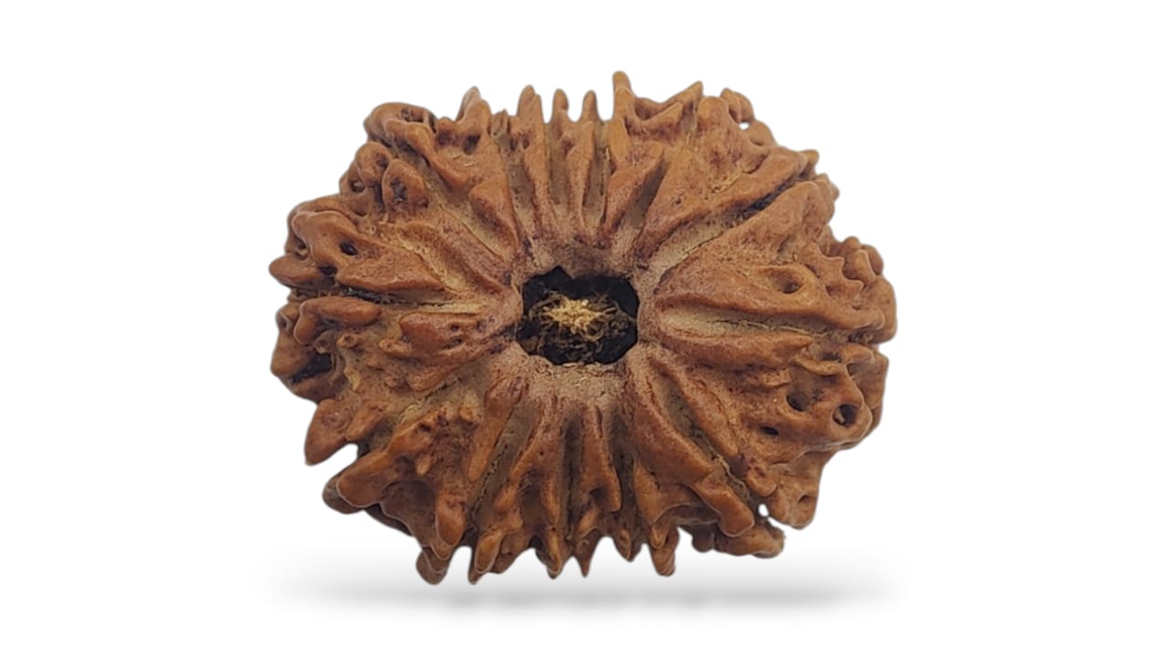 Thirteen Face Rudraksha