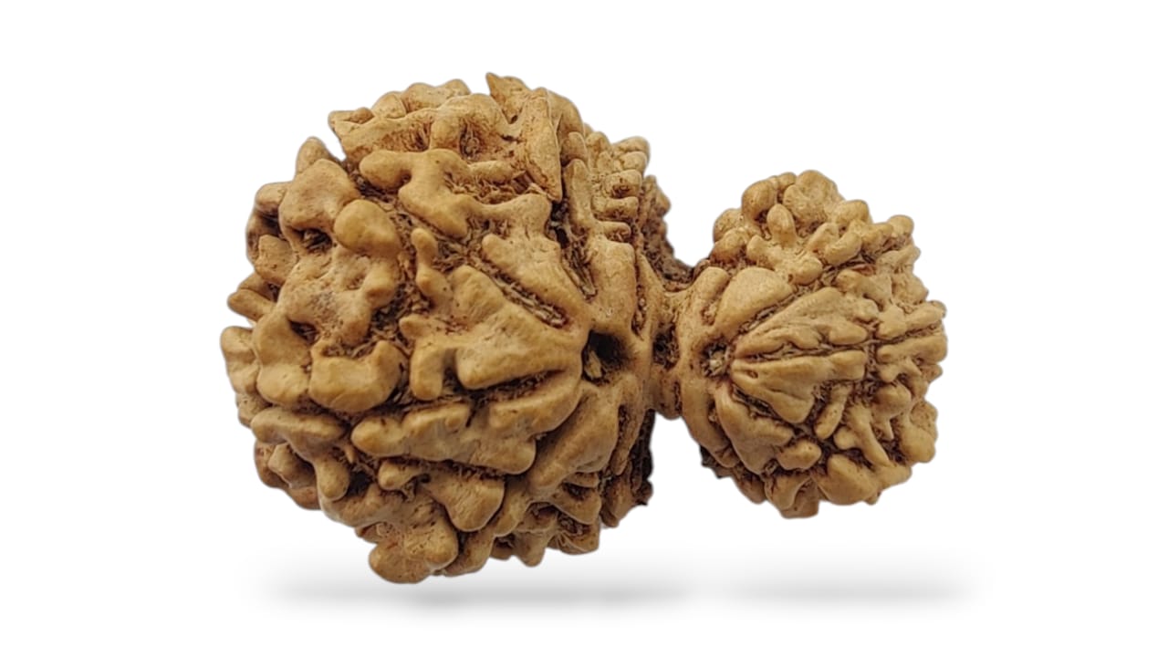 Garbh Gauri  Face Rudraksha