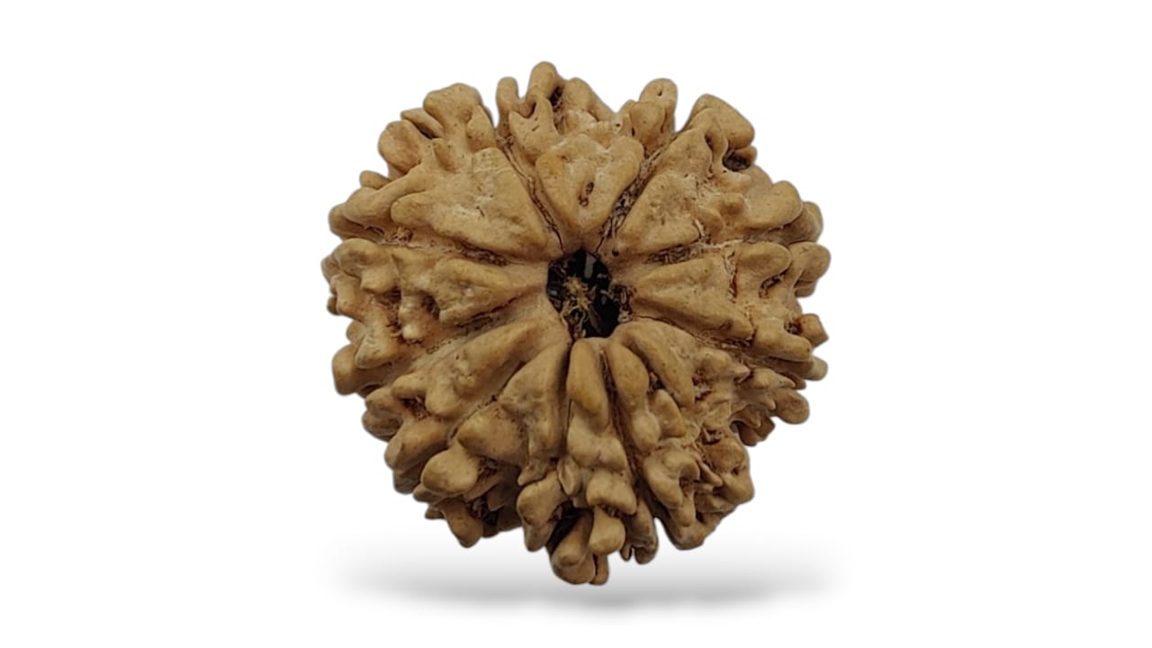 Eight Face Rudraksha