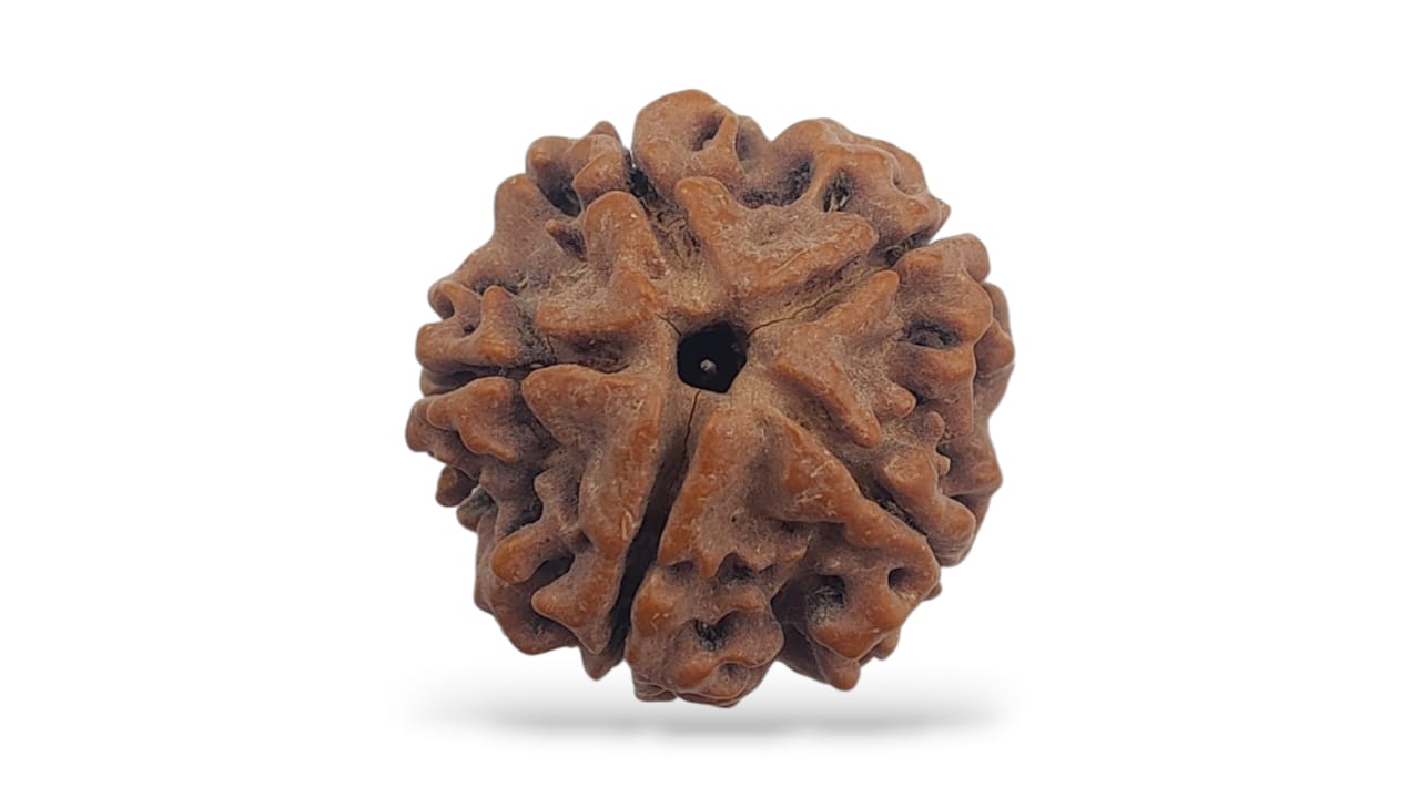 Five Face Rudraksha