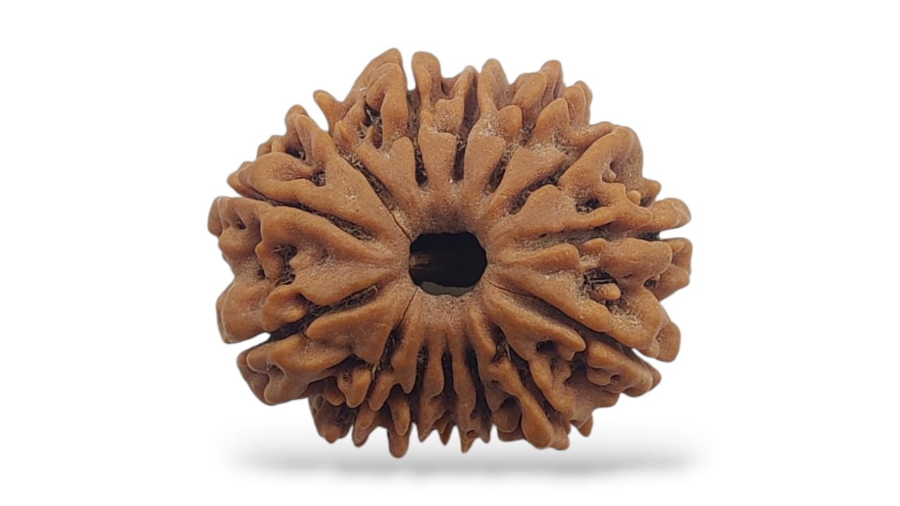 Forteen Face Rudraksha