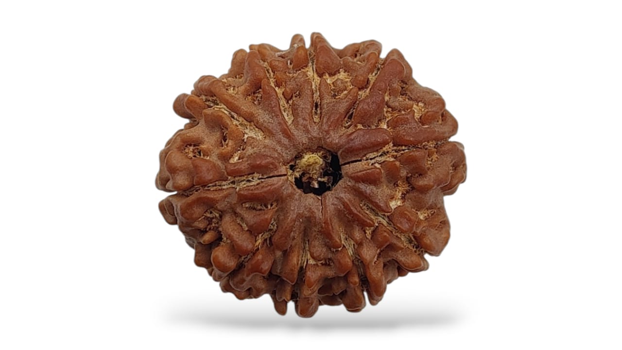 Nine Face Rudraksha