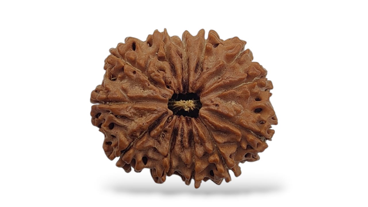 Twelve Face Rudraksha